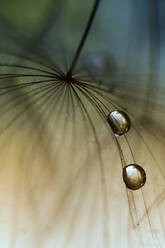 Raindrops on meadow goats-beard seed head (Tragopogon pratensis) - BSTF00187