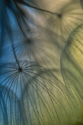 Seed heads of meadow goats-beard flowers (Tragopogon pratensis) - BSTF00188