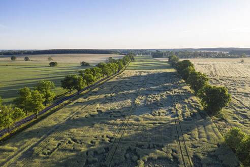 Germany, Brandenburg, Drone view of vast poppy field at springtime dawn - ASCF01369