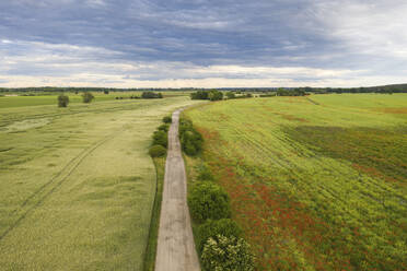 Germany, Brandenburg, Drone view of countryside dirt road stretching along vast poppy field - ASCF01373