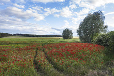 Germany, Brandenburg, Drone view of red poppy field in spring - ASCF01375
