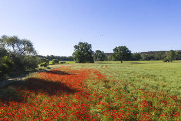 Germany, Brandenburg, Drone view of red poppy field in spring - ASCF01379