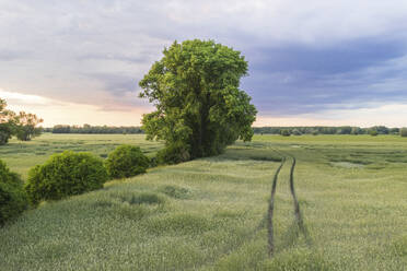 Deutschland, Brandenburg, Drohnenansicht eines grünen Feldes im Frühling - ASCF01380