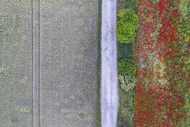 Deutschland, Brandenburg, Drohnenansicht eines unbefestigten Weges entlang eines Mohnfeldes im Frühling - ASCF01382