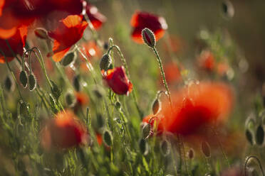 Rote Mohnblumen auf einem Feld - ASCF01384