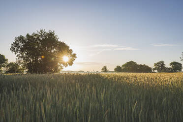 Weizenfeld bei Sonnenuntergang - ASCF01385