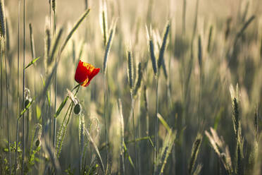 Einzelner roter Mohn in einem Weizenfeld - ASCF01386