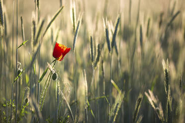 Single red poppy in wheat field - ASCF01386