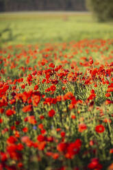 Rote Mohnblumen auf einem Feld - ASCF01387