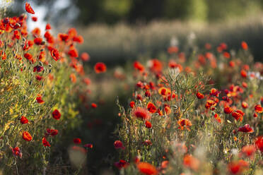 Red poppies growing in field - ASCF01388