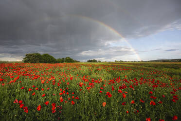 Mohnfeld mit Regenbogen am Himmel - ASCF01393