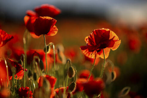 Rote Mohnblumen im Feld bei Sonnenuntergang - ASCF01397