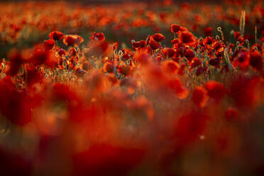 Red poppies growing in field - ASCF01399