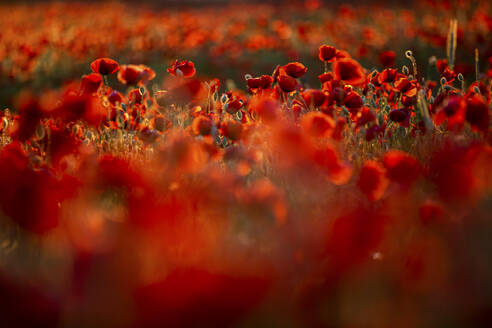 Rote Mohnblumen auf einem Feld - ASCF01399