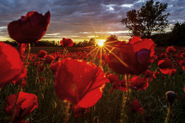 Rote Mohnblumen auf einem Feld bei Sonnenuntergang - ASCF01400