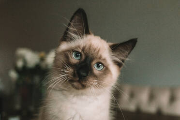 Blue eyed Siamese kitten sitting on table - CAVF85417