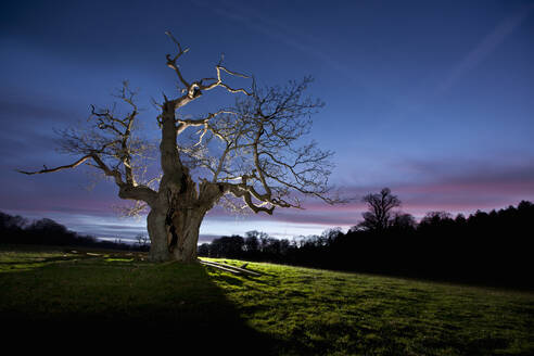 Twisted tree lit up at night in Surrey / England - CAVF85492