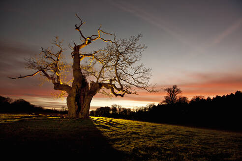 Twisted tree lit up at night in Surrey / England - CAVF85493