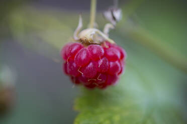 Makroaufnahme einer roten Waldhimbeere - CAVF85516