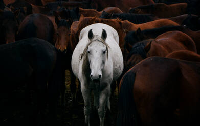Pferde auf dem Feld stehend - EYF06512