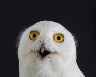 Close-Up Portrait Of Owl Against Black Background - EYF06553