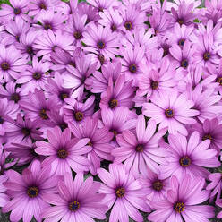 High Angle View Of Pink Blühende Pflanzen - EYF06562