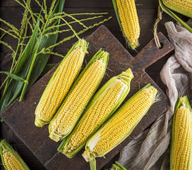 Close-Up Of Corns On Table - EYF06567