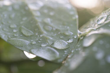 Bay leaves covered in raindrops - SKCF00613