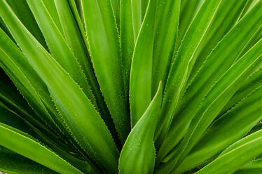 Close Up Of Aloe Plant - EYF06726