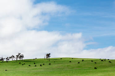 Kühe grasen auf dem Feld gegen den Himmel - EYF06740