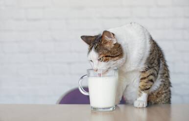 Katze trinkt Milch aus einer Tasse auf dem Tisch - EYF06768