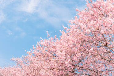 Low Angle View Of Pink Cherry Blossoms In Spring - EYF06774