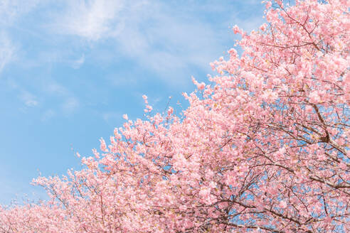 Low Angle View Of Pink Cherry Blossoms In Spring - EYF06774