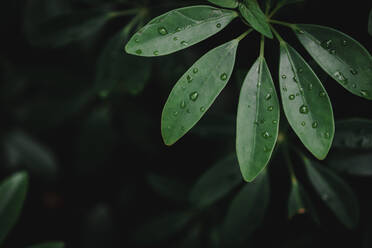 Close-Up Of Raindrops On Leaves - EYF06783