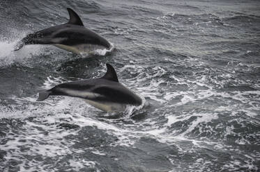 Zwei Dunkle Delfine (Lagenorhynchus obscurus) beim Brüten im Beagle-Kanal - RUNF03592