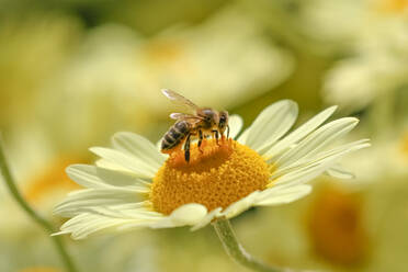 Nahaufnahme von Biene Perching auf weiße Blume - EYF06833