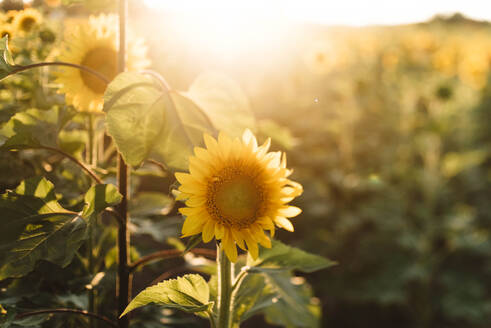 Nahaufnahme einer Sonnenblume auf einem Feld - EYF06835