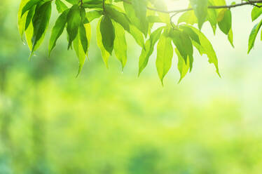 Close-Up Of Fresh Green Leaves Against Sky - EYF06846