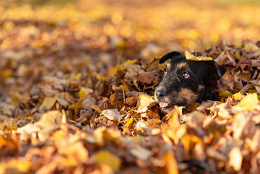 Hund inmitten von Herbstblättern im Freien - EYF06847