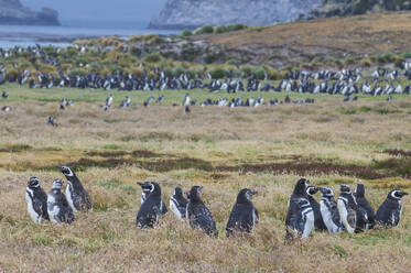 UK, Falklandinseln, Magellanpinguin (Spheniscus magellanicus) Kolonie auf Carcass Island - RUNF03615