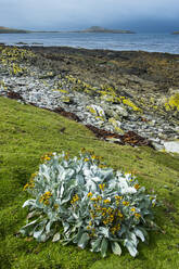 UK, Falklandinseln, Seekraut (Senecio candicans) auf der Insel Carcass - RUNF03622