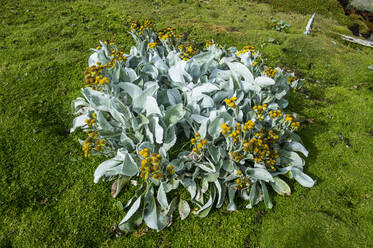 UK, Falkland Islands, Sea cabbage (Senecio candicans) growing on Carcass Island - RUNF03623