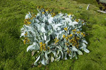 UK, Falklandinseln, Seekraut (Senecio candicans) auf der Insel Carcass - RUNF03623