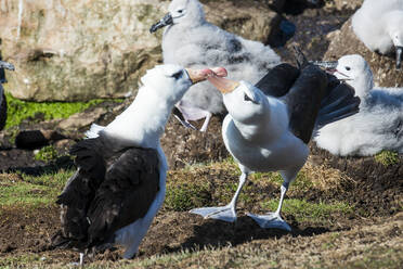 Zwei Schwarzbrauenalbatrosse (Thalassarche melanophris) berühren sich mit ihren Schnäbeln - RUNF03631