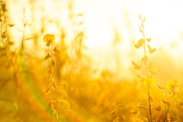 Nahaufnahme von gelben blühenden Pflanzen auf dem Feld bei Sonnenuntergang - EYF06900