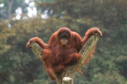 Orang-Utan auf Baumstamm im Zoo - EYF06903