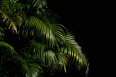 Low Angle View of Palm Tree bei Nacht - EYF06904