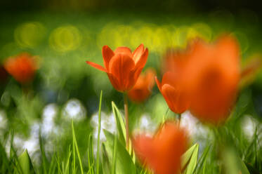 Rote Tulpen blühen auf der Wiese - ELF02153