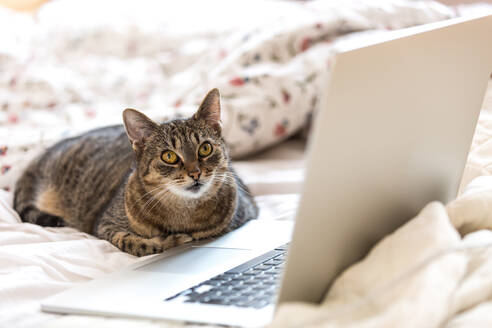 Katze vor Laptop sitzend - EYF06939
