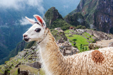 Seitenansicht des Lamas am Machu Picchu - EYF06940